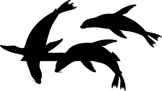 Silhouette of three flying birds in motion.