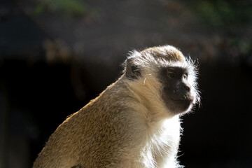 Vervet monkey watching with backlight highlighting fur © Digito  Pitoresco