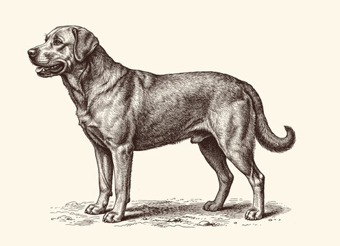 Labrador retriever standing in profile with realistic fur texture, vintage engraved illustration
