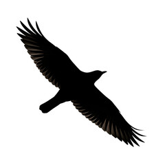 Obraz premium A large black bird is flying through the air isolated on transparent background