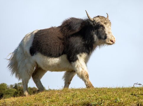 Yak or dzo, black and white yak Bos mutus grunniens
