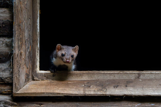 Beech marten / stone marten (Martes foina) looking out from window frame of wooden barn / farm building