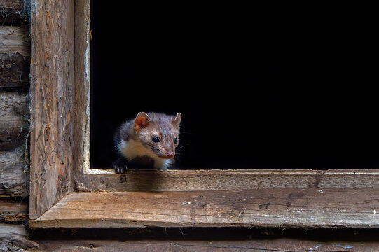 Beech marten / stone marten (Martes foina) looking out from window frame of wooden barn / farm building