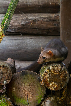 Beech marten / stone marten (Martes foina) sitting on pile of firewood next to wooden barn / farm building / log cabin
