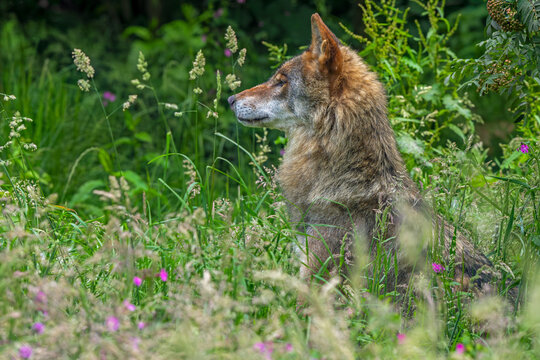 Eurasian wolf / European grey wolf (Canis lupus lupus) sitting in grassland with wildflowers at edge of forest in summer