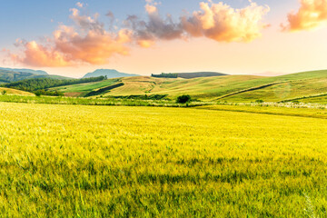 Fototapeta premium Scenic view at beautiful summer sunset in a wheaten shiny field with golden wheat and sun rays, deep blue cloudy sky and road, rows leading far away, valley landscape