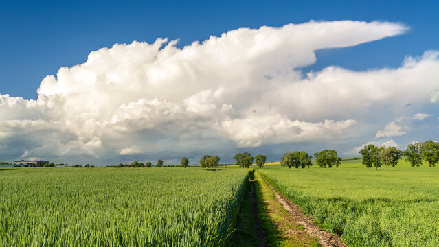 Rural Green Wheat Field With Dirt Track Under Dramatic Summer Clouds
