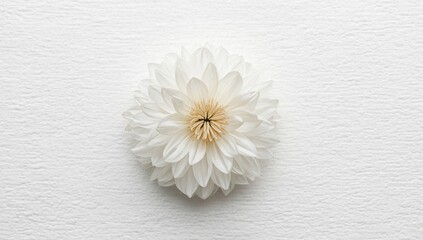 Obraz premium white floral element isolated on a crisp white grainy background