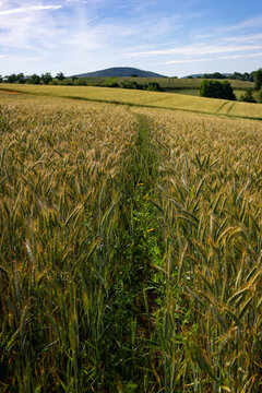 Getreidefeld in der H&uuml;gellandschaft von Nordhessen