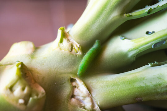 Green caterpillar on a broccoli stalk. Close-up view of eco-food with pests on the plant. Fresh vegetable with natural elements.