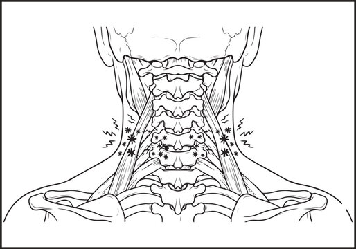 Cervical vertebrae anatomy illustration detailed line drawing on a white background