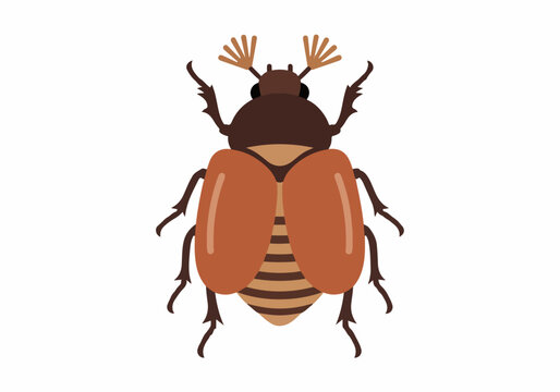 A colorful illustration of a beetle with brown and orange hues
