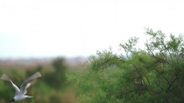Black-Headed Gull Taking Flight From Green Mountain Shrub
