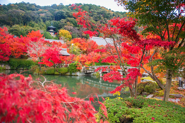 Obraz premium Colorful maple leaf by pond of Eikando temple garden in fall, Kyoto