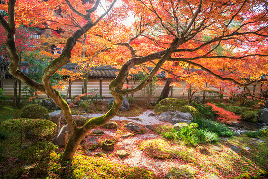 maple tree wih red leaves in garden of Eikan-do  temple, Kyoto