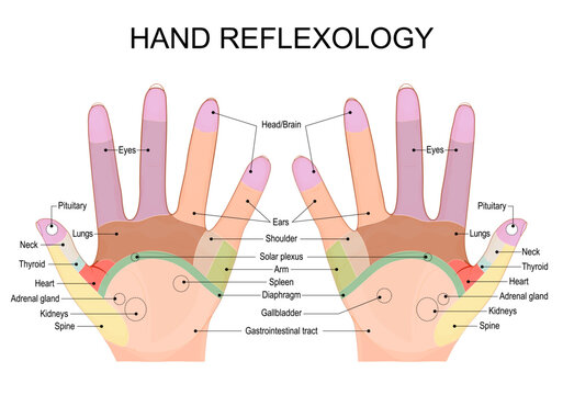 Hand reflexology chart. Pressure points map. Organ mapping and zone therapy palm dorsum.