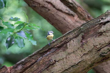 Blue tit Cyanistes caeruleus juvenile on oak branch in woodland, Norfolk, UK © Paul Bean