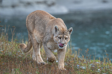 Obraz premium Puma apex predator - Patagonia, Chile