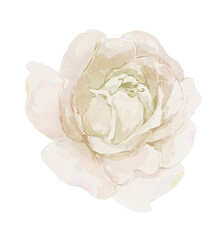 Watercolor white rose flower © yuliia lashevska