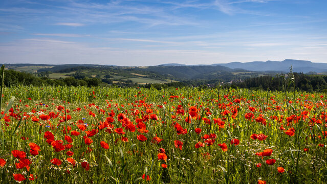 Bl&uuml;hender Klatschmohn mit Fernblick &uuml;ber die nordhessische Landschaft