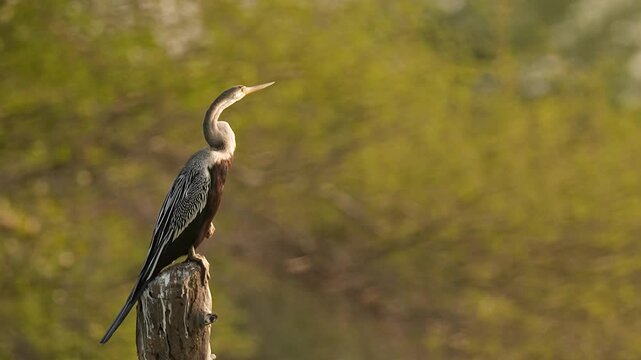 Oriental Darter Drying Wings on Concrete Post at Gujarat India
