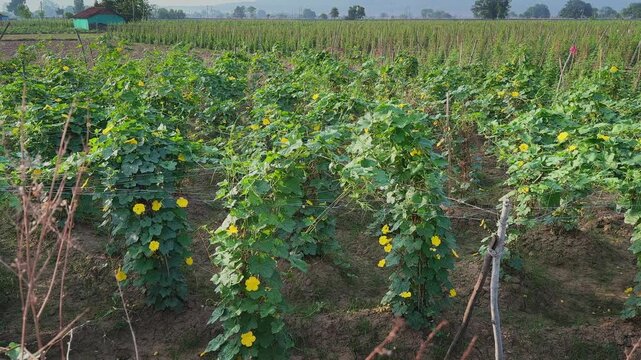 Wide angle slow tracking shot across a sponge gourd plantation, featuring rows of climbing vines covered with bright yellow blossoms growing on trellis supports, in a rural agricultural landscape