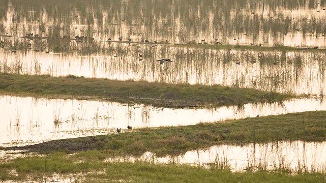 Oriental Darter Drying Wings on Concrete Post at Gujarat India