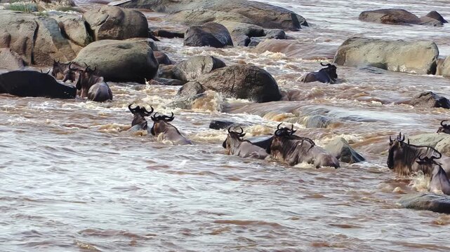 A handheld, zoomed-in shot of a chaotic scene of a massive wildebeest herd franticly attempting to cross a dangerous river during the Great Migration in Serengeti National Park, Tanzania, Africa.