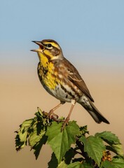 Fototapeta premium Bird with yellow chest, striped brown wings sits on green leaves. Small avian creature opens beak as singing calling. Eye visible looking alert. Background softly blurred. Close-up shot.