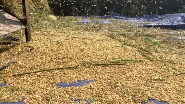 4K slow motion static video of raw unhusked rice grains piled on a blue tarp from a traditional thresher machine during harvest under bright natural daylight.