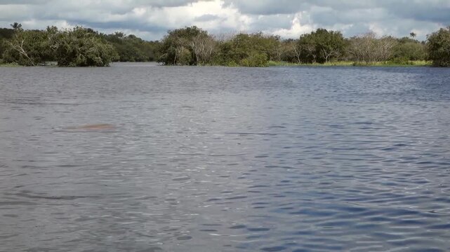 Pink river dolphin emerge and does pirouette above water. Rio Negro in Manaus, Brazil. Inia geoffrensis species, boto