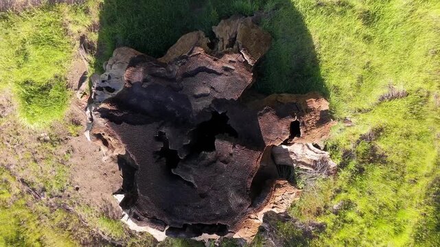 Aerial drone footage captures a top-down view of a giant sequoia tree stump, showcasing the immense scale, weathered wood, and historic remnants of logging activity in a California sequoia grove.