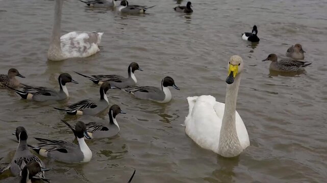Wild Migratory Swans and Waterfowl Gathering on Calm Water