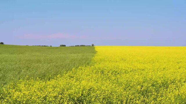ast Blooming Yellow Canola Field and Green Crop Divided by Farmland