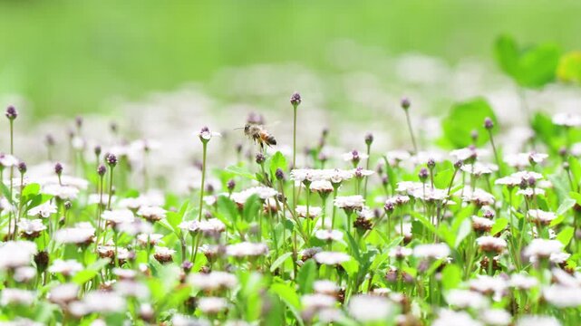 春の柔らかな光と白い花の花畑で働くミツバチ