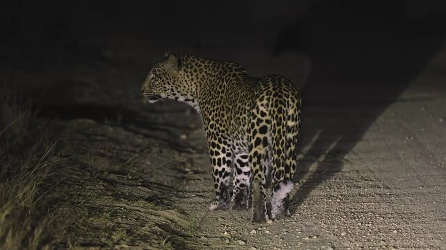 A leopard female on the road at night