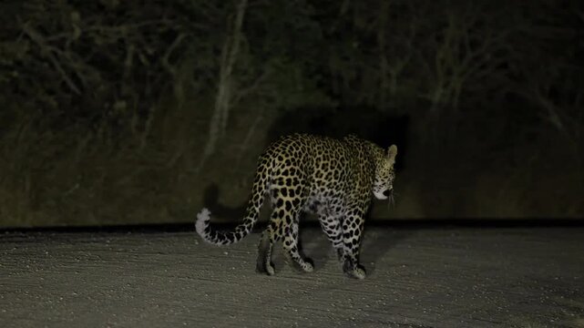 A female leopard walking away on the road at night