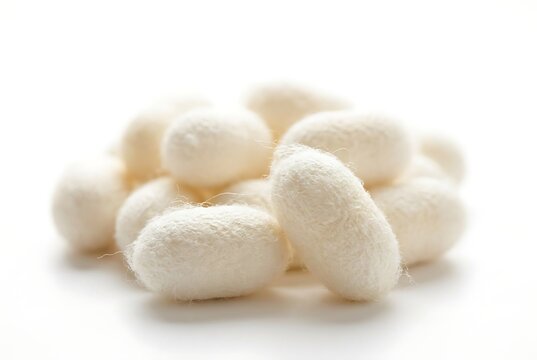Group of natural raw white silkworm cocoons isolated on plain white background showing delicate texture for textile material production and luxury silk fabric manufacturing process.