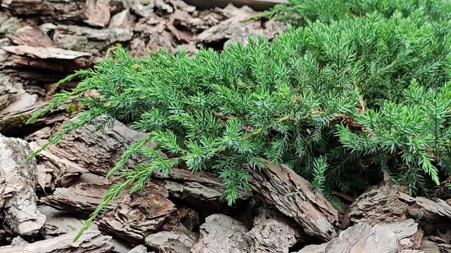 Close up of evergreen juniper plant landscaping with brown bark mulch