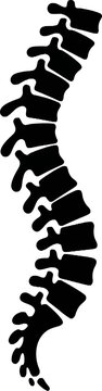 Spine Vertebrae Column Bone Structure.