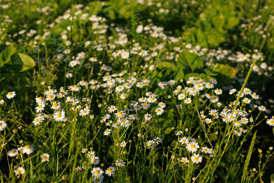 Blooming scentless mayweed Tripleurospermum inodorum in a summer meadow. Concept of biodiversity, pollinator habitat and natural landscape.