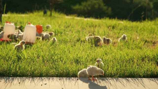 Handheld wide shot of baby chicks exploring grassy farm area near feeders in golden sunlight. Foreground birds, soft focus and long shadows show outdoor free range poultry care.