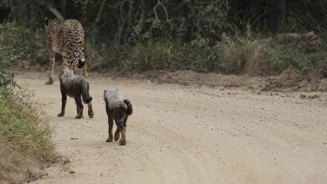  a cheetah mother leading her small cubs away