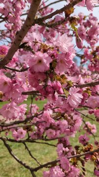 Close-up of a hard-working bumblebee collecting pollen from bright pink cherry blossoms on a tree branch in spring, beautiful nature video clip showcasing pollination and wildlife lifestyle