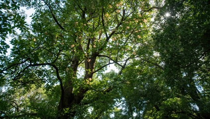 Fototapeta premium Looking up at a large tree with sunlight filtering through leaves