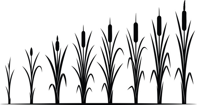 Black silhouette of cattail plants growing in a row