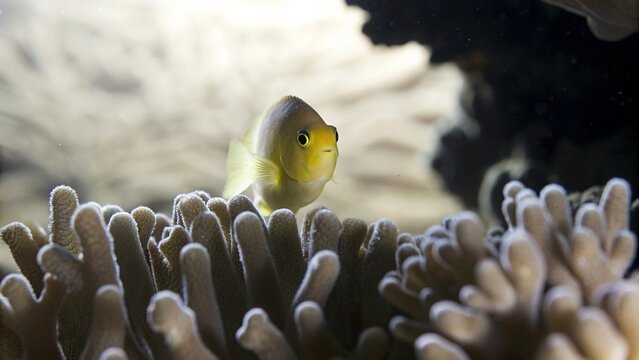 Close up of a Lemon Damselfish (Pomacentrus moluccensis) swimming among corals in Great Barrier Reef, Australia.
