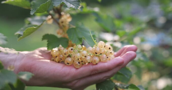 Wei&szlig;e Johannisbeerrispe f&auml;llt in ge&ouml;ffnete Hand &ndash; Ernte im Sonnenlicht