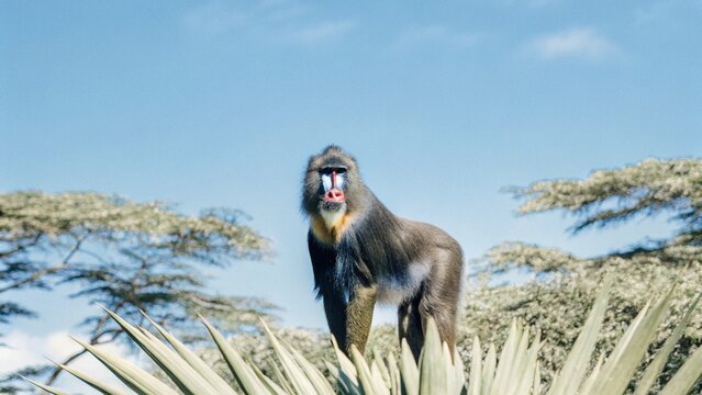 Mandrill (Mandrillus sphinx) in the forest, African savannah, Botswana.
