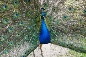 Obraz premium A male blue peafowl (Pavo cristatus) displays its magnificent plumage during courtship. Hanover – Botanical School Garden, Hanover, Germany.
